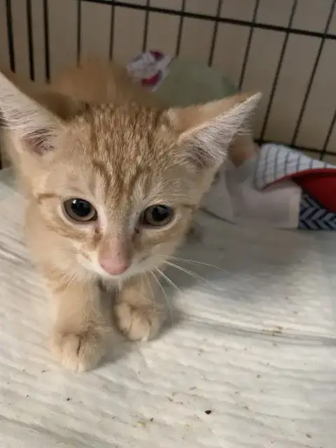Mika