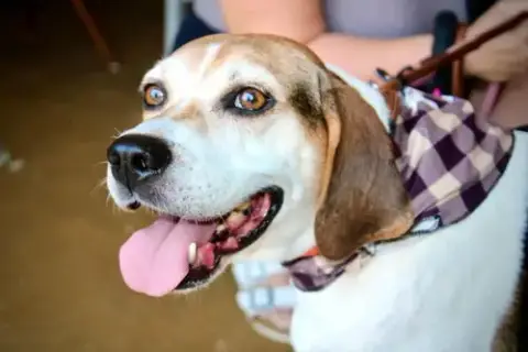 Peaches photo 4