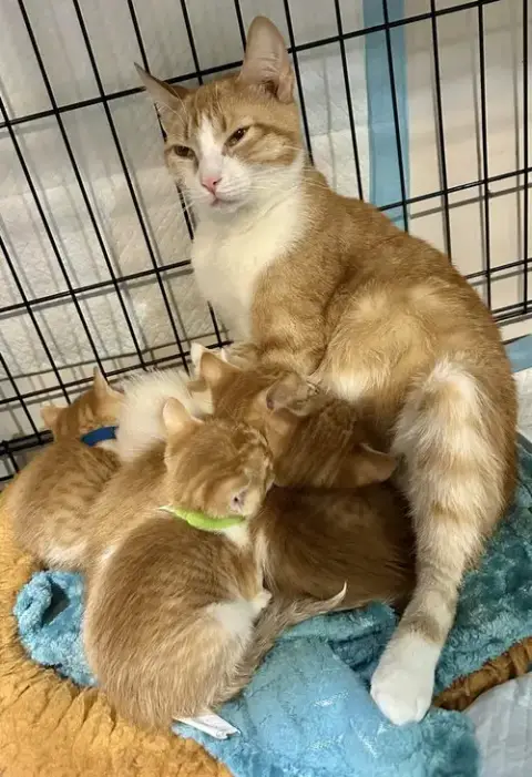 Orange Kitties photo 4