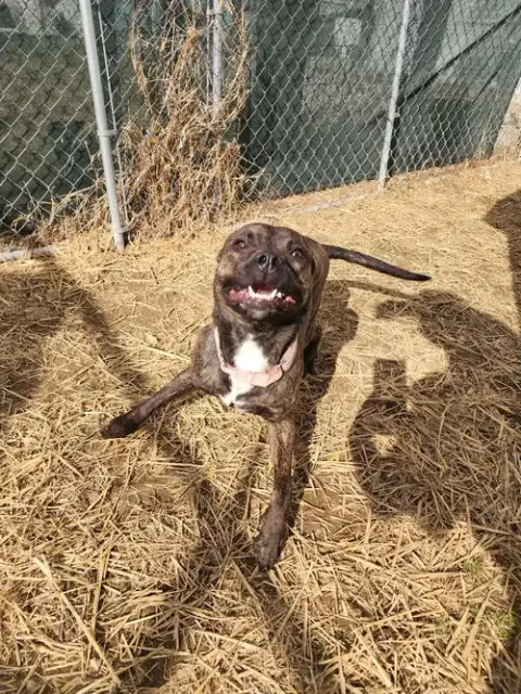 Molly photo 3