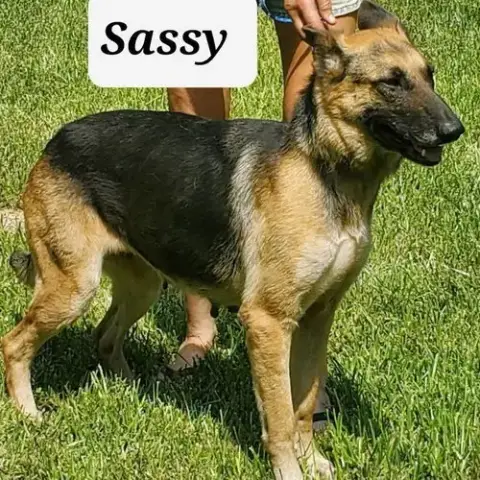 Sassy photo 2