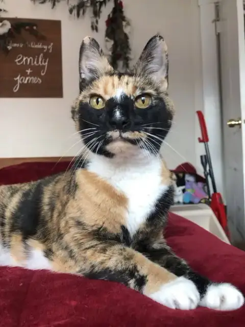 Kallie