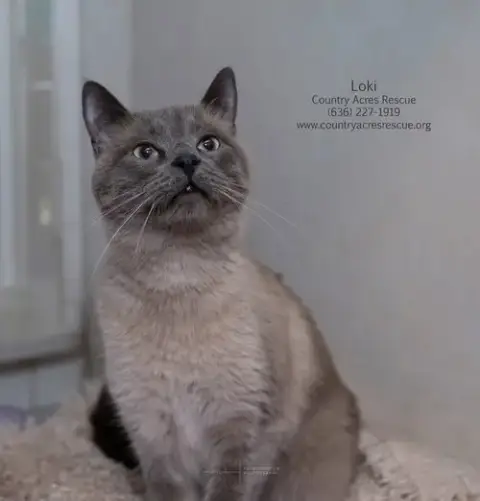 Loki