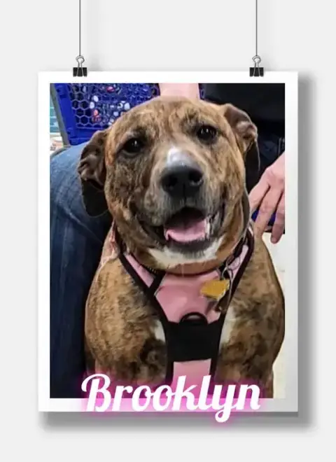 Rosie/Brooklyn photo 2