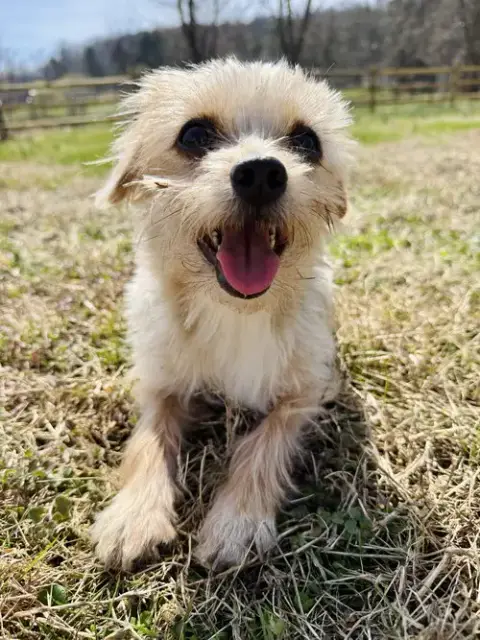 Gigi