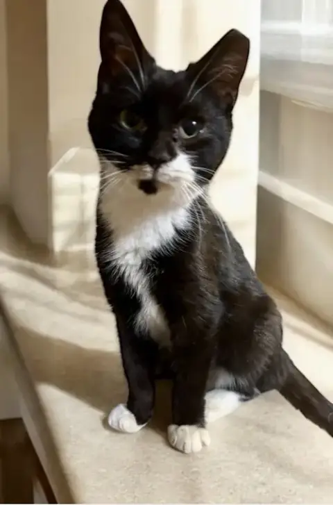 Xaviaer