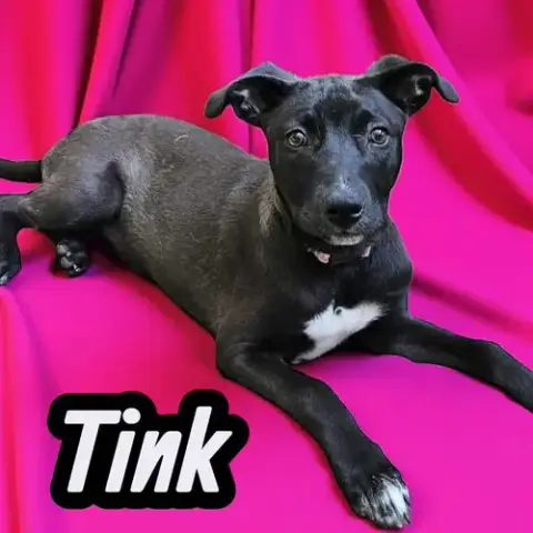 Tink photo 3