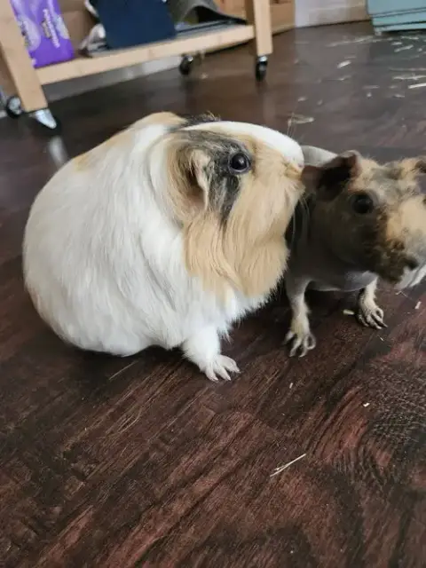 Martha & Molly