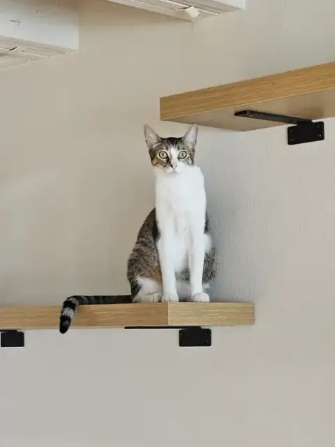 Shiloh photo 4