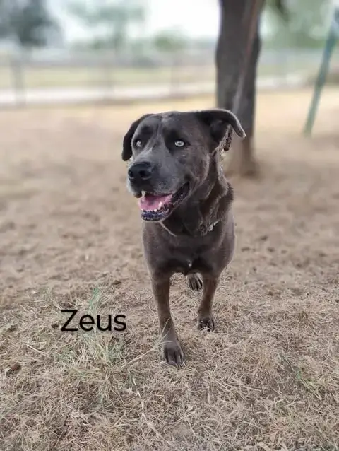 Zeus photo 2