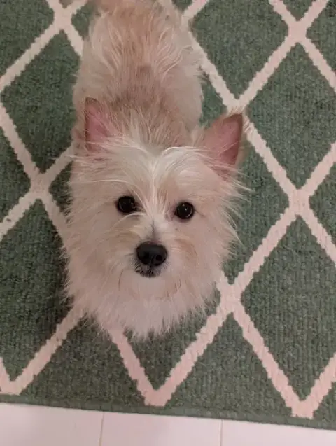 Chip photo 5