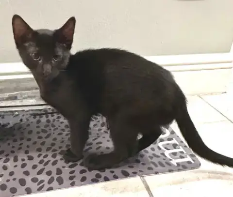 Mojo