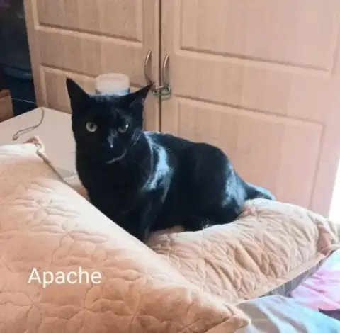 Adopter Apache