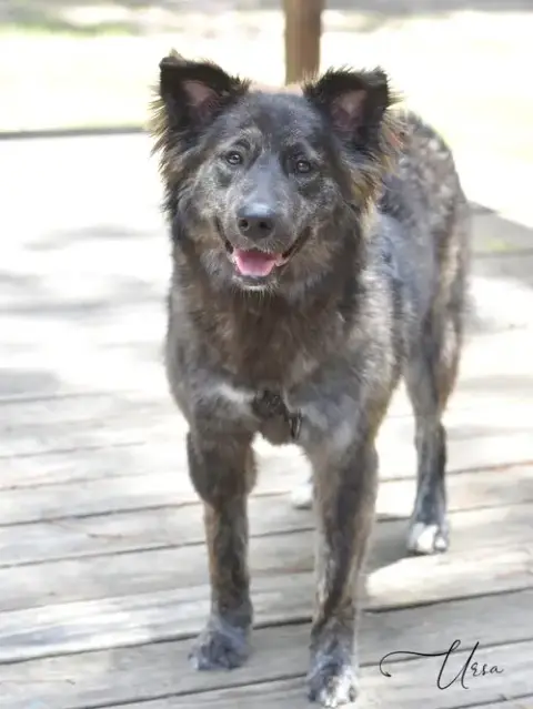 Ursa photo 2