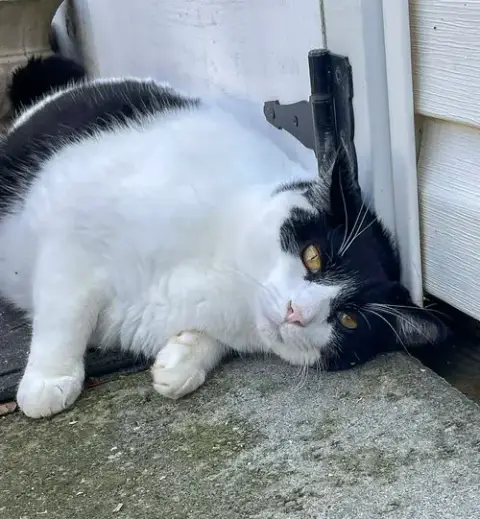 Figaro photo 3