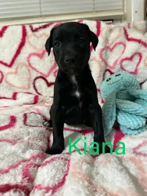 Kiana photo 2