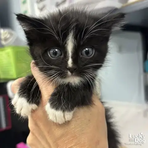 Ferret