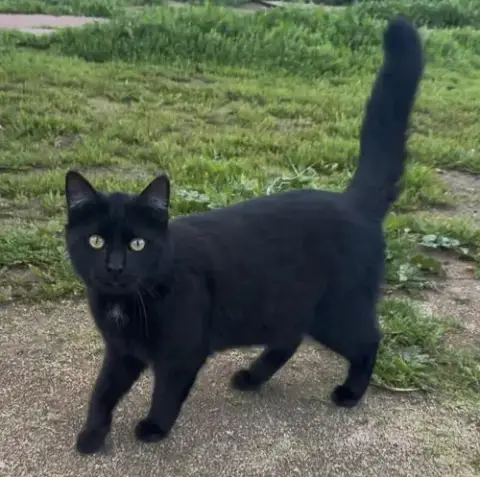 Panther