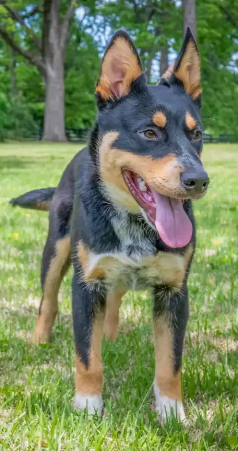 Puppy Barnaby