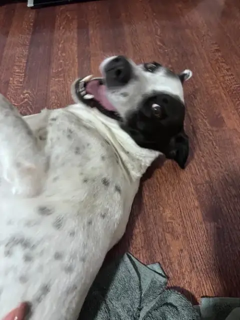 Harley B photo 3