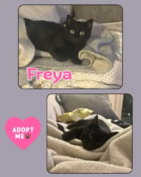 Freya photo 2
