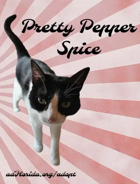 Pepper photo 3