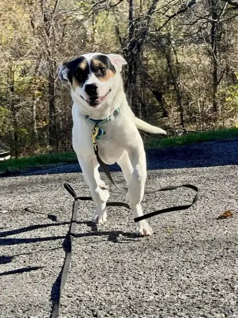 Benji