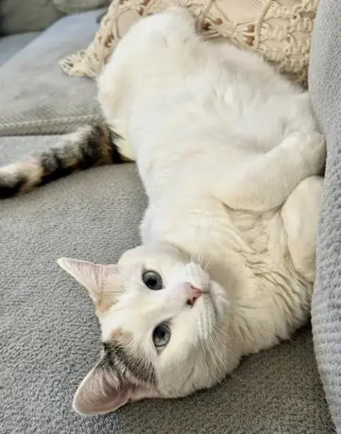 Kittyboo Kazoo photo 3