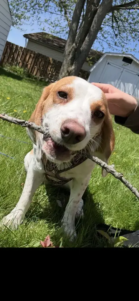 Daisy-Pending Adoption