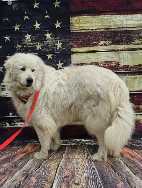 Levi *Sanctuary Dog* In Nh