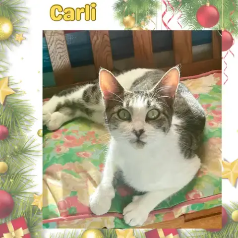 Carlie photo 2