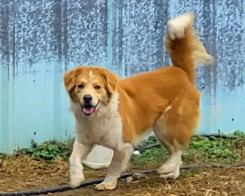 Dex photo 4