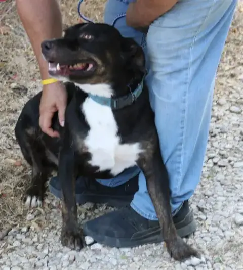 Brutus photo 2
