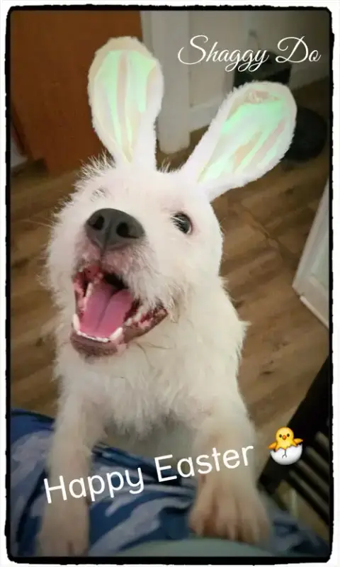 Shaggy photo 4