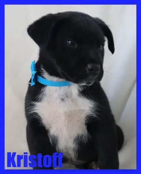 Kristoff photo 5