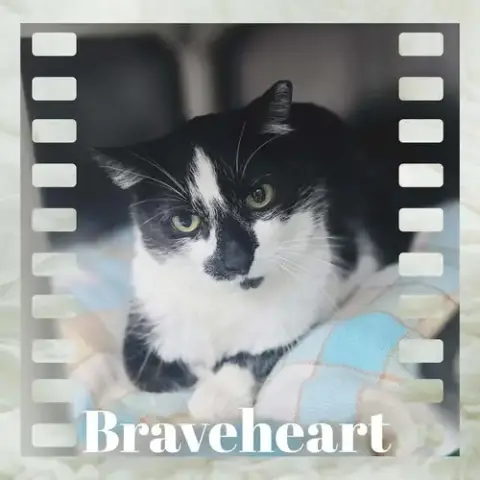 Braveheart