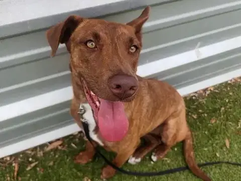 *Brindle Bridget