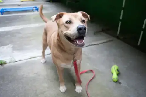 Peanut