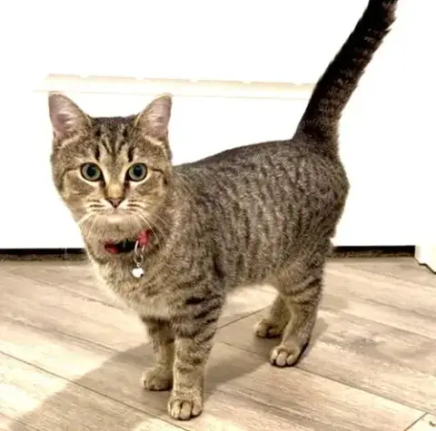 Kitty Freya