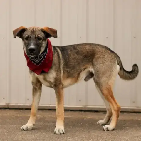 Zane