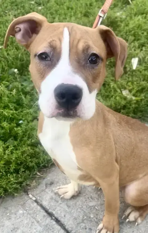 Baby Daisy