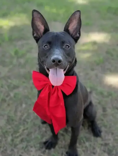 Binks