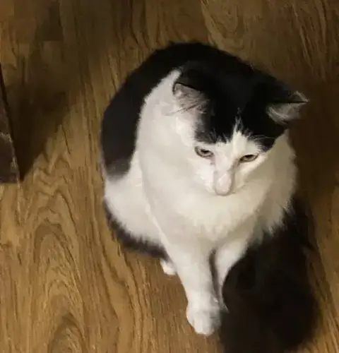 Felix photo 2