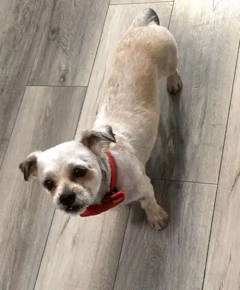 Shih Tzu Ace photo 3