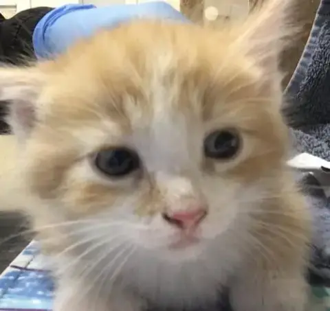 Leo