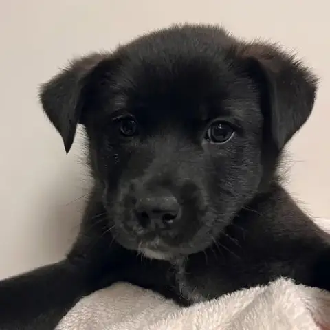 Sweet Potato