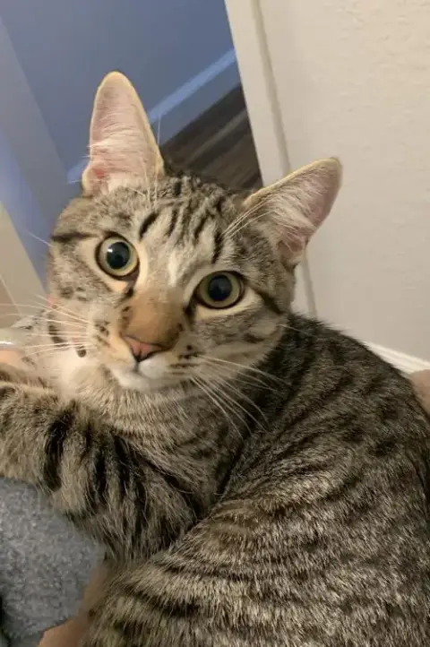 Miso