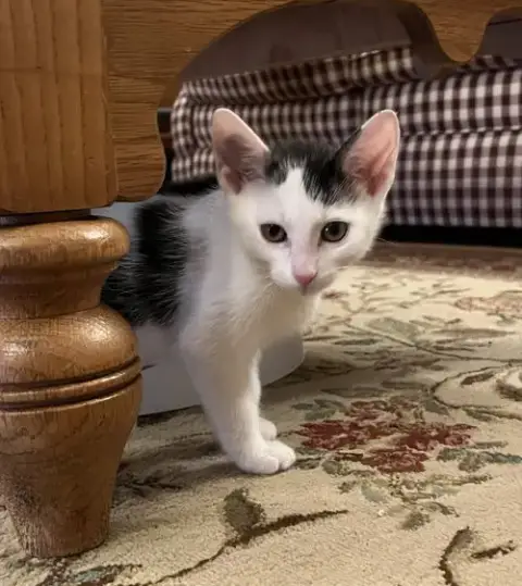 Jean'S Jon Snow Kitten photo 5