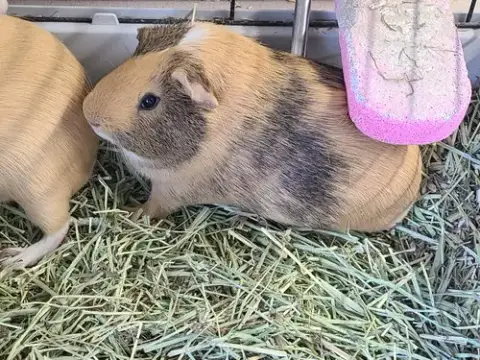 Elmer