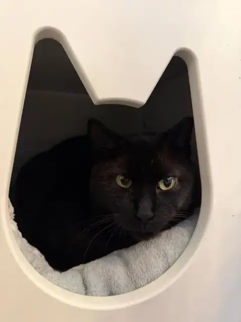 Miss Kitty